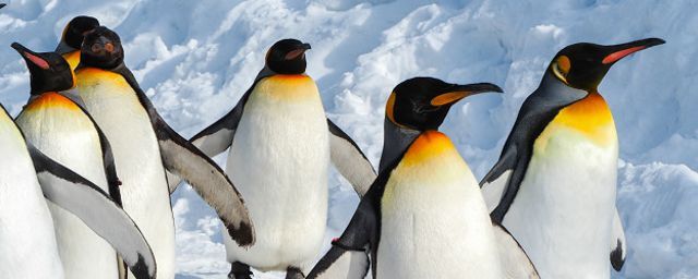 Ученые спрогнозировали полное исчезновение императорских пингвинов через 30-40 лет